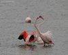 Fenicottero_valle_Pozzatini_20_3_2010_++++^5721sf_