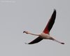 Fenicottero_volo_valle_Pozzatini_20_3_2010_++++^6276sf_