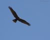 Falco_di_palude_volo_Ca_Bianca_27_3_2010_+++^6912sf_