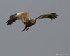 Falco_di_palude_volo_Valle_Dogà_16_4_2010_+++++3167sf_