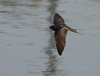 Rondine_volo_San_Giuliano_parco_16_3_2010_++++4068SF_