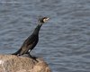 Cormorano_Sacca_degli_Scardovari_6_3_2010_+++++3009sf_