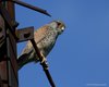 Gheppio_Canale_Petroli_2_4_2010_++++^8327sf_