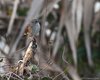 Passera_scopaiola_Passo_Campalto_2_3_2010_+++^1379sf_