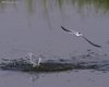 Fraticello_volo_San_Giuliano_parco_26_5_2010_++^3428sf_