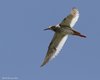 Pettegola_volo_Casse_di_colmata_DE_23_6_2010_++++0813sf_