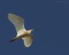 Sgarza_ciuffetto_volo_Tessera_TPS_2_6_2010_+++^5836sf_