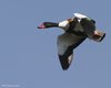 Volpoca_volo_Casse_di_colmata_DE_23_6_2010_++++^0581sf_