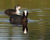 Folaga_San_Giuliano_parco_16_6_2010_++++9229sf_