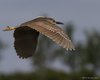 Nitticora_volo_San_Giuliano_parco_16_6_2010_+++^8875sf_