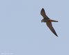 Lodolaio_volo_Porto_Levante_5_6_2010_+++7367sf_