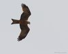 Nibbio_bruno_volo_Dandolo_1_5_2010_++++8439sf_