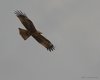 Nibbio_bruno_volo_Dandolo_1_5_2010_++++8240s_f