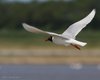 Gabbiano_corallino_volo_Porto_Levante_5_6_2010_++++^7387sf_