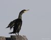 Marangone_dal_ciuffo_Canale_Petroli_23_6_2010_++++0490sf_