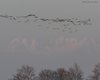 Oca_lombardella_Sindacale_31_12_2010_++++5906sf_