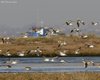 Chiurlo_maggiore_volo_Canale_Piovego_11_12_2010_+++^2058sf_