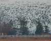 Oca_lombardella_Sindacale_31_12_2010_++++6760sf_