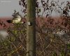 Picchio_verde_volo_Vallesina_30_10_2010_++^7638sf_