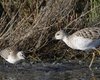 Piovanello_comune_Combattente_Saline_Comacchio_14_9_2010_+++^7973sf_