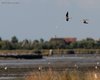 Pantana_volo_Valle_Vecchia_11_9_2010_++^6710sf_