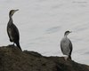 Marangone_dal_ciuffo_cormorano_Scardovari_23_10_2010_++++5419sf_
