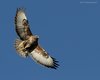 Poiana_volo_C_Sabratha_23_1_2011_++++^0887sf_