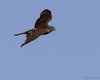 Sparviere_volo_C_Sabratha_23_1_2011_+++1007sf