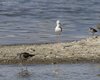 Pantana_Cavaliere_d_Italia_Valle_Ripiego_Delta_del_Po_13_8_2011_+++3974sf_