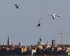 Spatola_Gabbiano_comune_volo_Ex_Tiro_a_segno_Campalto_9_8_2011_++^1688sf_