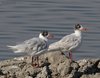 Gabbiano_corallino_profilo_Valle_Veniera_Delta_del_Po_13_8_2011_+++^4861sf_
