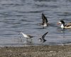 Piro_piro_piccolo_Albastrello_Volpoca_Valle_Ripiego_Delta_del_Po_13_8_2011_++++4518sf_