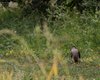Sparviere_Vallesina_19_7_2011_++^2774sf_