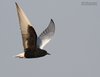 Mignattino_alibianche_volo_Val_Paliaga_30_4_2011_++++^0559sf