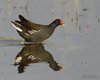 Gallinella_d_acqua_Vallesina_13_4_2011_+++^1703sf_