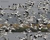 Avocetta_Garzetta_volo_Cervia_saline_23_9_2011_++++9344sf_