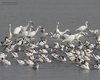 Avocetta_Garzetta_Cervia_saline_23_9_2011_++++9313sf_