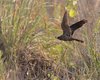 Succiacapre_volo_Punta_Sabbioni_25_7_2012_++^1799sf
