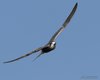 Mignattino_comune_volo_Seno_Tessera_4_8_2012_+++++6055sf