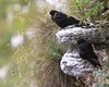 Gracchio_alpino_Monte_Grappa_8_8_2012_++++6959sf