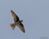 Topino_volo_Porto_Falconera_25_8_2012_+++^8469sf
