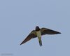 Rondine_volo_Porto_Falconera_25_8_2012_+++^8615sf