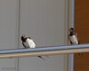 Rondine_Tessera_19_8_2012_+++^_5191sf