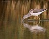 Pantana_panning_Vallesina_10_8_2012_++++7902sf
