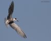 Mignattino_comune_preda_volo_Seno_Tessera_4_8_2012_+++^6218sf