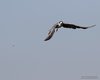 Mignattino_comune_preda_volo_Seno_Tessera_4_8_2012_++++6115sf_