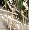 Forapaglie_comune_ala_Valle_Vecchia_26_4_2012_+7473sf