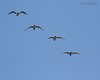 Gabbiano_corallino_volo_Gorino_21_4_2012_+++++2921sf