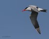 Sterna_maggiore_Ca_Venier_16_4_2012_++++^0153sf