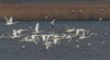 Cigno_reale_Avocetta_Combattente_volo_Palude_Cona_6_4_2012_++++^6259